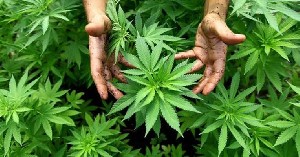 Ganja Telah Dikonsumsi Manusia 2500 Tahun Lalu